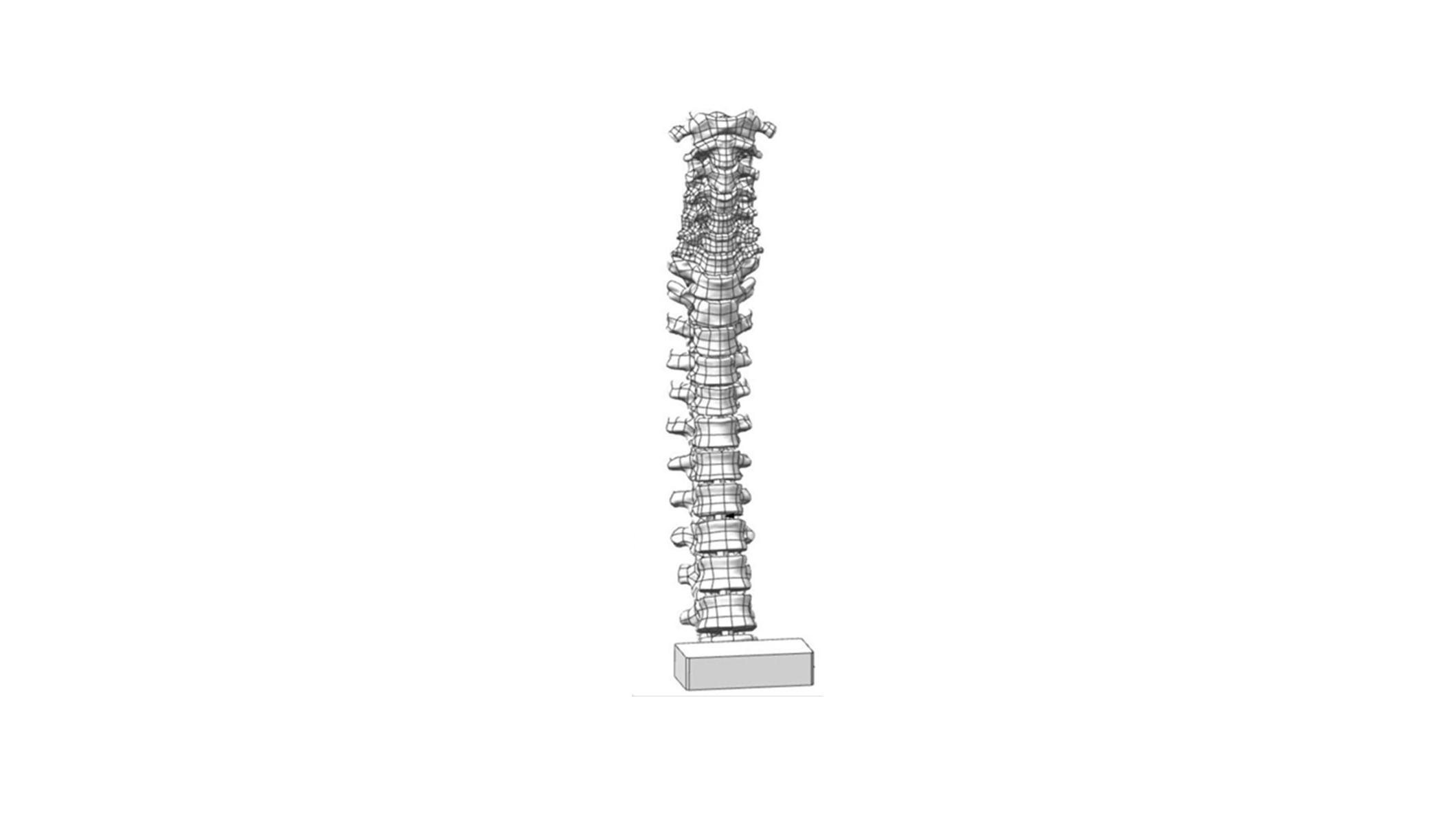 3D spine model shown on white background